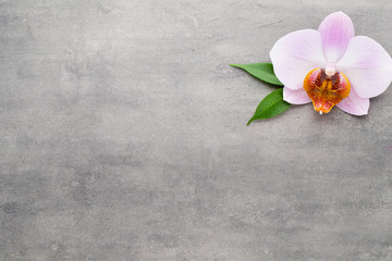 Spa orchid theme objects on grey background.