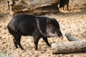 Single hog walking to a waterhole to drink