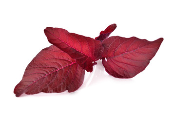 fresh Red spinach or red amaranth on white background