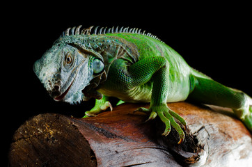 green iguana