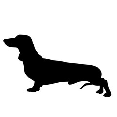 Dachshund dog black silhouette isolated vector illustration