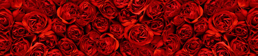 Red roses in a panoramic image - obrazy, fototapety, plakaty