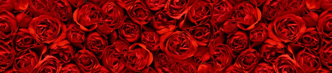 Keuken foto achterwand Rozen Rode rozen in een panoramisch beeld