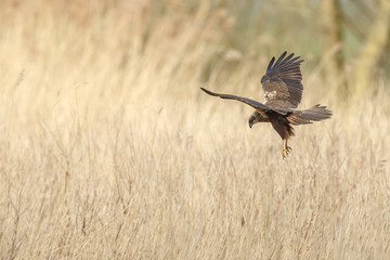 The western marsh harrier (Circus aeruginosus) in flight during mating season