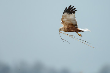 The western marsh harrier (Circus aeruginosus) in flight during mating season