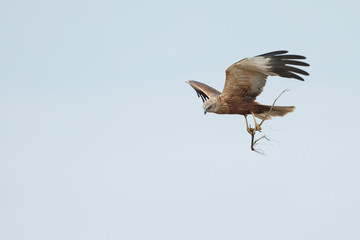 The western marsh harrier (Circus aeruginosus) in flight during mating season