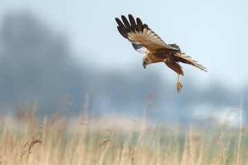 The western marsh harrier (Circus aeruginosus) in flight during mating season