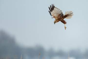 The western marsh harrier (Circus aeruginosus) in flight during mating season