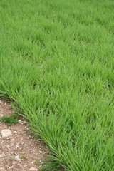 campo di avena verde