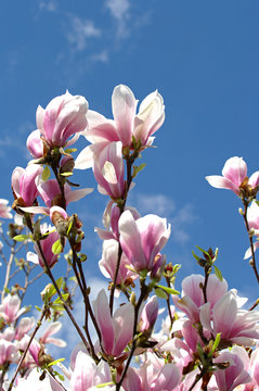 Magnolienbl&uuml;ten