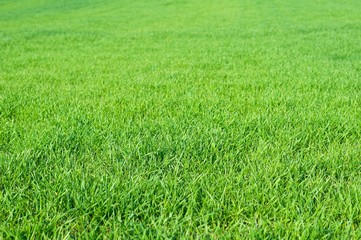 Green grass in garden in spring. Natural background