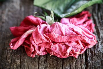 dried rose on wooden background
