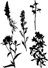 five black wild flowers silhouettes on white