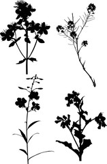 black four wild flowers silhouettes on white