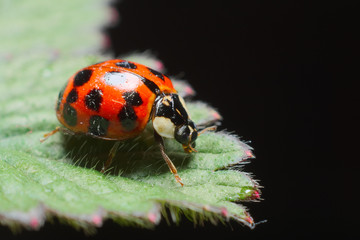 Ladybird or ladybug on a leaf

