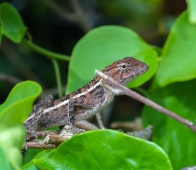 Iguana
