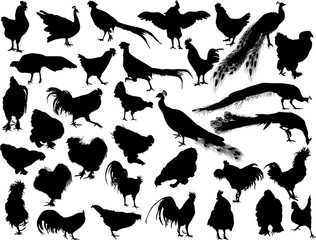 roosters and peacocks silhouettes isolated on white