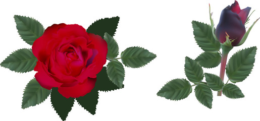 dark red two isolated roses with leaves