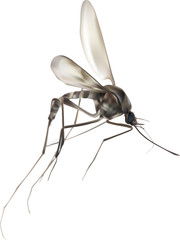 grey mosquito illustration isolated on white