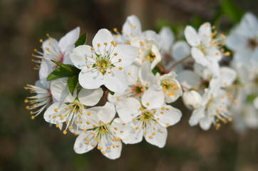 Detail of flowering greengage or damson plum tree (Prunus domestica)
