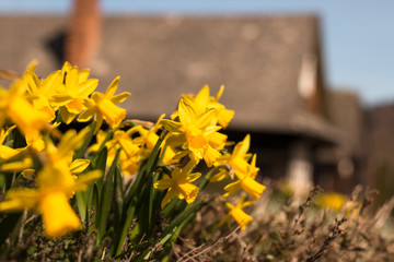 group of bright yellow daffodils in the traditional garden with old house in the backgroung © lukasx