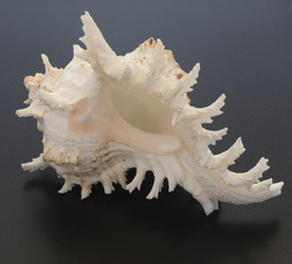 sea shell closeup