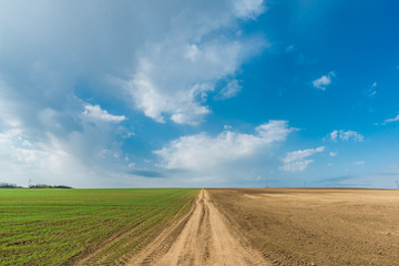 Fototapeta premium Cultivated green meadow. Rural scene. Country road under blue sky