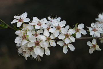 Detail of flowering greengage or damson plum tree (Prunus domestica)
