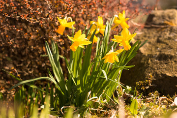 flowerbed with blooming daffodils in front of barberis in sunlit springtime garden