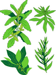Herbs - stevia, lemon verbena, bay leaf, tarragon