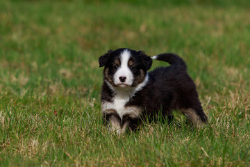Australian Shepherd Hund Welpe spielt auf der Wiese