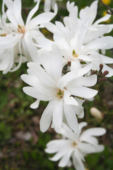 fiori di Magnolia stellata