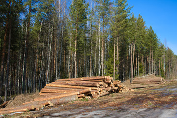 Fototapeta premium Stacks of cut trees stacked a bunch in the spring forest. Cut down the trees. Pine wood industry. Fallen trees. Felling and cutting of forests. Supply of tree trunks for further processing.