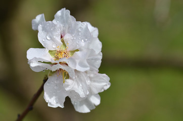 Almond Tree Flowers And Spring Blossoms With Water Drops