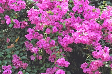 Obraz premium flowers of bougainvillea