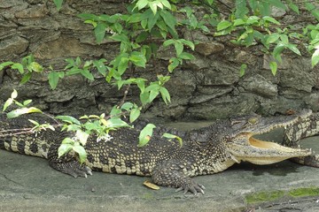 Crocodile alligator.