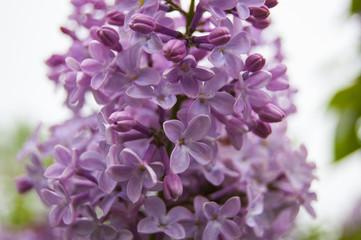 Macro central violet flowers