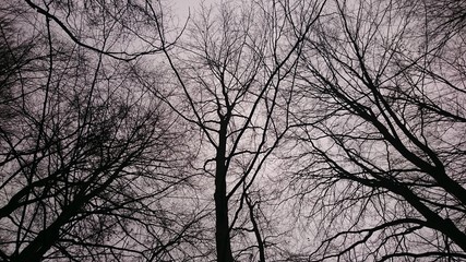 Silhouettes of bare tree branches with gray sky as background