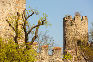 Amputated tree and the rampart of a castle