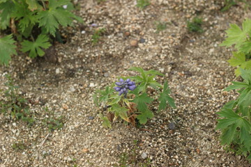 デルフィニュームの花