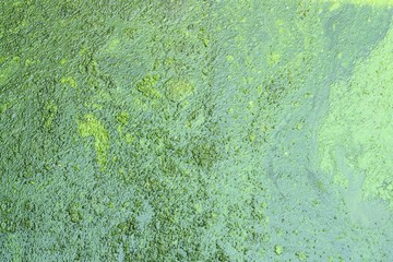swamp texture