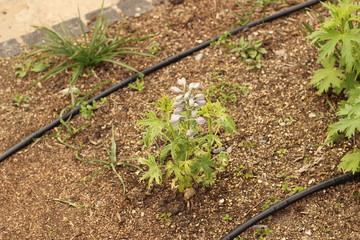 デルフィニュームの花