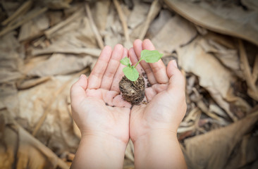 Sapling in hand as of lady