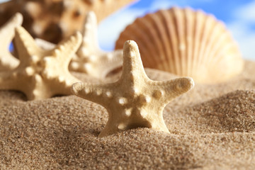 Fototapeta na wymiar Shells and starfish on the beach