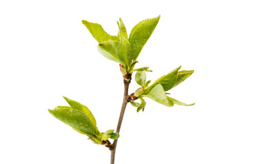 Cherry branch with leaves