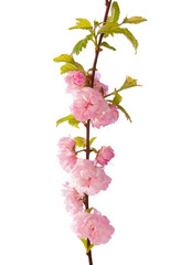 Naklejka premium Branch with beautiful pink flowers ( Amygdalus triloba) isolated on white background. Shallow depth of field.