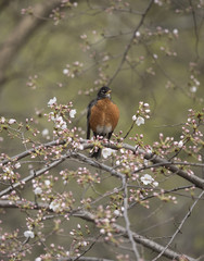 American robin (Turdus migratorius)