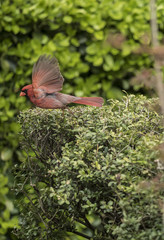 northern cardinal,Cardinalis cardinalis