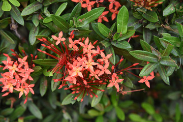 closed up the red ixora in garden