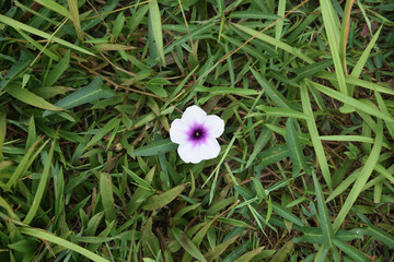 view of water convolvulus flower